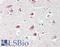 Chromobox 4 antibody, LS-B11869, Lifespan Biosciences, Immunohistochemistry frozen image 