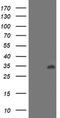 Lactamase Beta 2 antibody, TA502583S, Origene, Western Blot image 