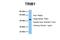 Tribbles Pseudokinase 1 antibody, NBP1-55386, Novus Biologicals, Western Blot image 