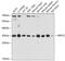 Actin Related Protein 2/3 Complex Subunit 2 antibody, 13-805, ProSci, Western Blot image 