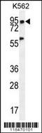 Pleckstrin Homology Domain Containing A4 antibody, 56-035, ProSci, Western Blot image 