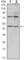 THAP domain-containing protein 11 antibody, abx011726, Abbexa, Western Blot image 