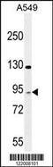 T Cell Activation RhoGTPase Activating Protein antibody, 55-528, ProSci, Western Blot image 