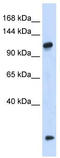 HEAT Repeat Containing 4 antibody, TA333325, Origene, Western Blot image 