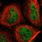 Rho Associated Coiled-Coil Containing Protein Kinase 2 antibody, NBP1-86124, Novus Biologicals, Immunofluorescence image 