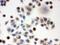 GAPDH antibody, M00227-6, Boster Biological Technology, Immunocytochemistry image 