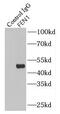 Flap Structure-Specific Endonuclease 1 antibody, FNab03075, FineTest, Immunoprecipitation image 