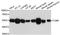 Tubulin antibody, A0481, ABclonal Technology, Western Blot image 