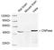 2',3'-Cyclic Nucleotide 3' Phosphodiesterase antibody, LS-C203116, Lifespan Biosciences, Western Blot image 