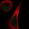 Testis Expressed 15, Meiosis And Synapsis Associated antibody, NBP2-58059, Novus Biologicals, Immunofluorescence image 