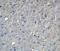 Apolipoprotein E antibody, 7333, ProSci, Immunohistochemistry frozen image 