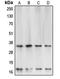 Caspase 3 antibody, orb213644, Biorbyt, Western Blot image 