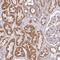 RMD5A antibody, NBP1-92337, Novus Biologicals, Immunohistochemistry paraffin image 