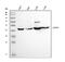 LIM/homeobox protein Lhx4 antibody, A05503-1, Boster Biological Technology, Western Blot image 