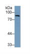 Complement Factor B antibody, LS-C297859, Lifespan Biosciences, Western Blot image 