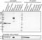 RAB7A, Member RAS Oncogene Family antibody, 850402, BioLegend, Immunohistochemistry paraffin image 