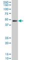 LIM domain-binding protein 1 antibody, H00008861-M02, Novus Biologicals, Western Blot image 