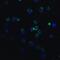MYD88 Innate Immune Signal Transduction Adaptor antibody, NBP1-76465, Novus Biologicals, Immunofluorescence image 