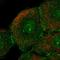 Chloride Channel Accessory 2 antibody, HPA047192, Atlas Antibodies, Immunofluorescence image 