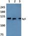 Kinesin Family Member 11 antibody, A01754-1, Boster Biological Technology, Western Blot image 