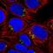 Pyridoxal Dependent Decarboxylase Domain Containing 1 antibody, NBP2-30594, Novus Biologicals, Immunofluorescence image 