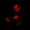 Anti-Silencing Function 1A Histone Chaperone antibody, orb382526, Biorbyt, Immunofluorescence image 