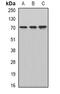 Cytoskeleton Associated Protein 4 antibody, abx142015, Abbexa, Western Blot image 