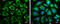 Leucine Rich Pentatricopeptide Repeat Containing antibody, GTX109558, GeneTex, Immunocytochemistry image 