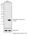 Histone Cluster 1 H2B Family Member B antibody, PA5-17779, Invitrogen Antibodies, Western Blot image 