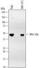 Wnt Family Member 10A antibody, MAB34691, R&D Systems, Western Blot image 