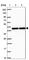 Receptor Interacting Serine/Threonine Kinase 3 antibody, HPA055087, Atlas Antibodies, Western Blot image 