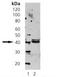 Septin 5 antibody, LS-B2985, Lifespan Biosciences, Western Blot image 