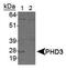 Egl-9 Family Hypoxia Inducible Factor 3 antibody, MA5-16144, Invitrogen Antibodies, Western Blot image 