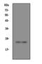 PRP antibody, PA1794, Boster Biological Technology, Western Blot image 