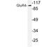 Glutamate Ionotropic Receptor AMPA Type Subunit 4 antibody, LS-C176519, Lifespan Biosciences, Western Blot image 