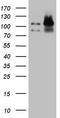 LIM Domain And Actin Binding 1 antibody, LS-C794440, Lifespan Biosciences, Western Blot image 