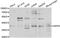 Sirtuin 6 antibody, abx006650, Abbexa, Western Blot image 