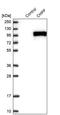 Chondroitin Polymerizing Factor antibody, PA5-57164, Invitrogen Antibodies, Western Blot image 
