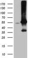 Ariadne RBR E3 Ubiquitin Protein Ligase 2 antibody, TA811978S, Origene, Western Blot image 