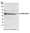Protein Phosphatase Methylesterase 1 antibody, A304-762A, Bethyl Labs, Western Blot image 