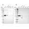 Caspase 6 antibody, NBP1-87684, Novus Biologicals, Western Blot image 