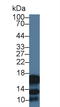 Cystatin SA antibody, LS-C293610, Lifespan Biosciences, Western Blot image 