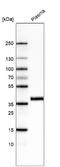 Inhibin Subunit Beta C antibody, NBP2-76514, Novus Biologicals, Western Blot image 