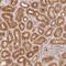 Coiled-Coil Domain Containing 102B antibody, NBP2-38575, Novus Biologicals, Immunohistochemistry paraffin image 