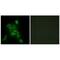 Cytochrome C Oxidase Subunit 6C antibody, PA5-49921, Invitrogen Antibodies, Immunofluorescence image 