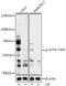 Protein Tyrosine Phosphatase Non-Receptor Type 6 antibody, GTX03665, GeneTex, Western Blot image 