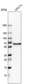 WD Repeat Domain 1 antibody, PA5-57657, Invitrogen Antibodies, Western Blot image 