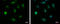 BCL2 Associated Athanogene 6 antibody, GTX118562, GeneTex, Immunocytochemistry image 