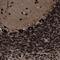 Caprin-1 antibody, NBP1-88195, Novus Biologicals, Immunohistochemistry frozen image 