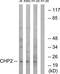 Calcineurin Like EF-Hand Protein 2 antibody, TA315710, Origene, Western Blot image 